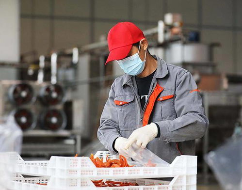 广西融安 红薯飘香脱贫路 加工增值产业兴