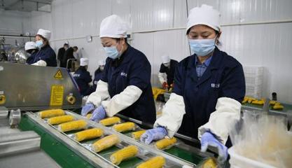 黑龙江宝清:鲜食玉米产业为乡村振兴插上“金翅膀”